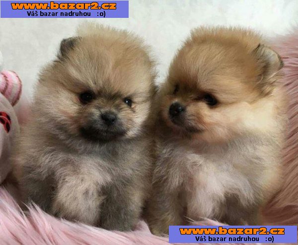 Krásný pomeranian