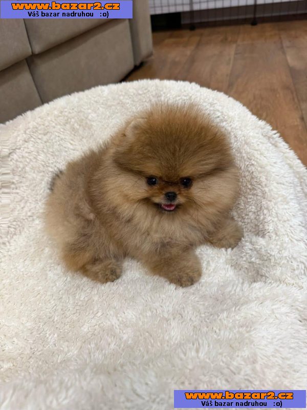 Krásný pomeranian