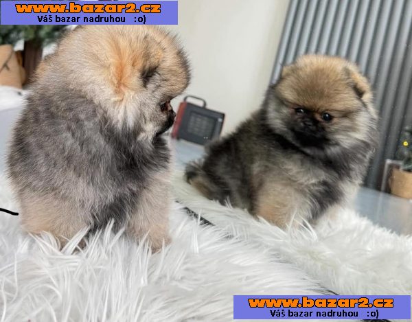 Krásný pomeranian