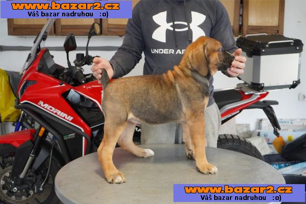 Jihoafrický mastif – Boerboel Štěňata