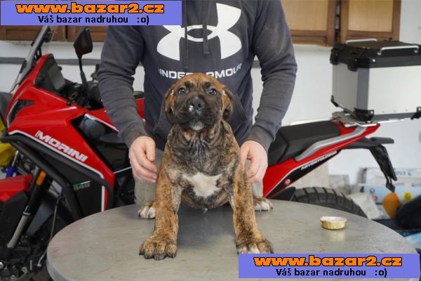 Jihoafrický mastif – Boerboel Štěňata