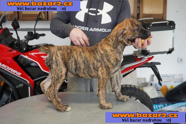Jihoafrický mastif – Boerboel Štěňata