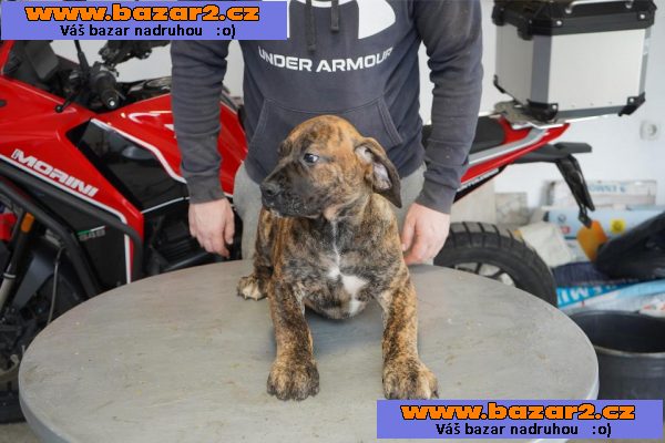 Jihoafrický mastif – Boerboel Štěňata