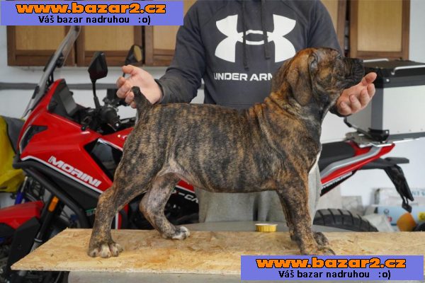 Jihoafrický mastif – Boerboel Štěňata