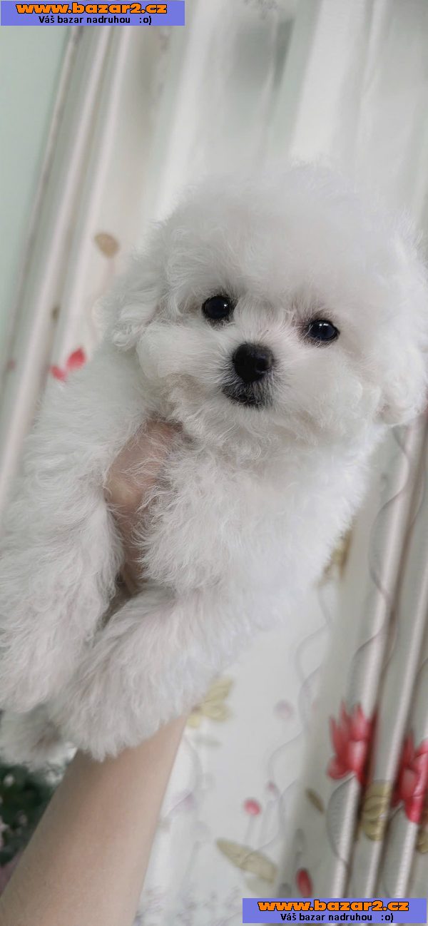 Bišonek na prodej ve vašem okolí