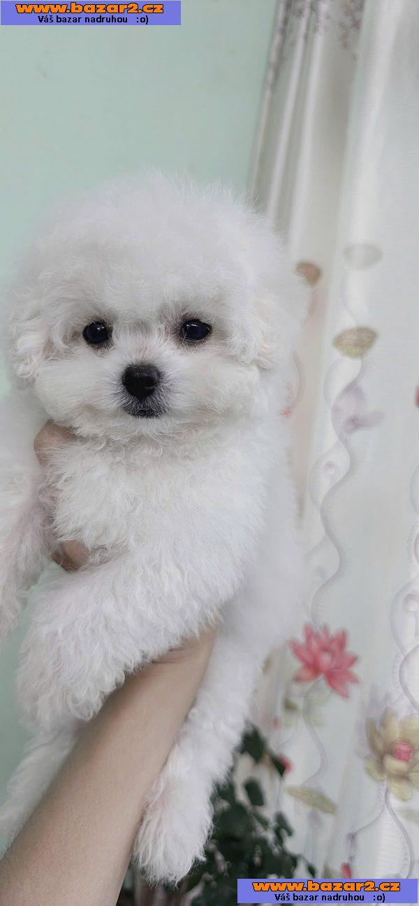 Bišonek na prodej ve vašem okolí