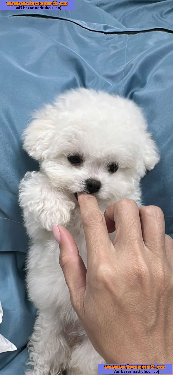 Bišonek na prodej ve vašem okolí