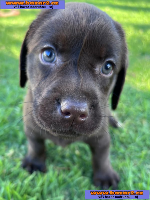 K dispozici labrador k prodeji-2, inzerce-cz.cz K dispozici labrador k prodeji