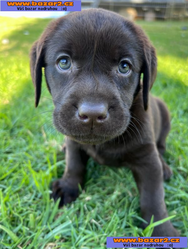 K dispozici labrador k prodeji-3, inzerce-cz.cz K dispozici labrador k prodeji