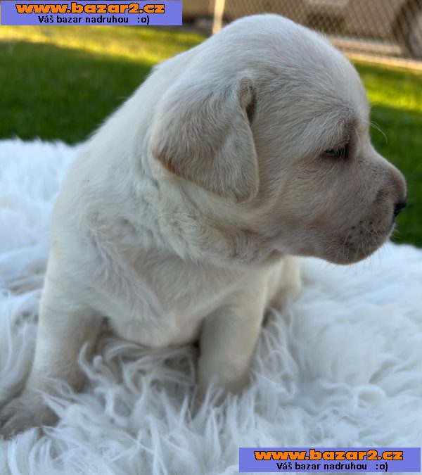 K dispozici labrador k prodeji-4, inzerce-cz.cz K dispozici labrador k prodeji
