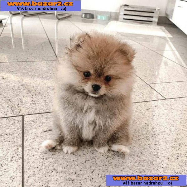 Krásný pomeranian na prodej-2, inzerce-cz.cz Krásný pomeranian na prodej