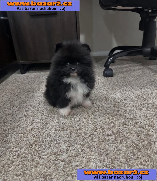 Krásný pomeranian na prodej-3, inzerce-cz.cz Krásný pomeranian na prodej