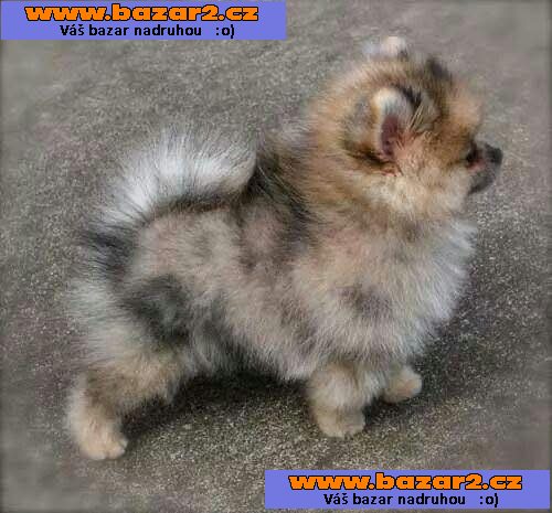 Krásný pomeranian na prodej-4, inzerce-cz.cz Krásný pomeranian na prodej