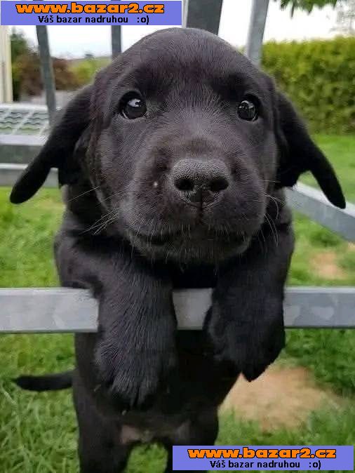 Krásný labradorský retrívr na prodej