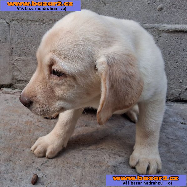 Krásný labradorský retrívr na prodej