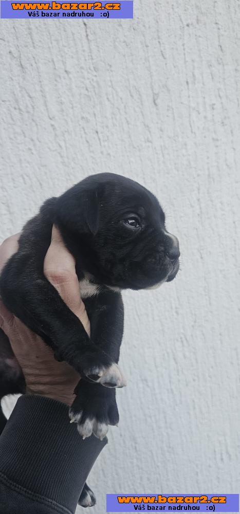 Cane Corso štěňata-2, inzerce-cz.cz Cane Corso štěňata
