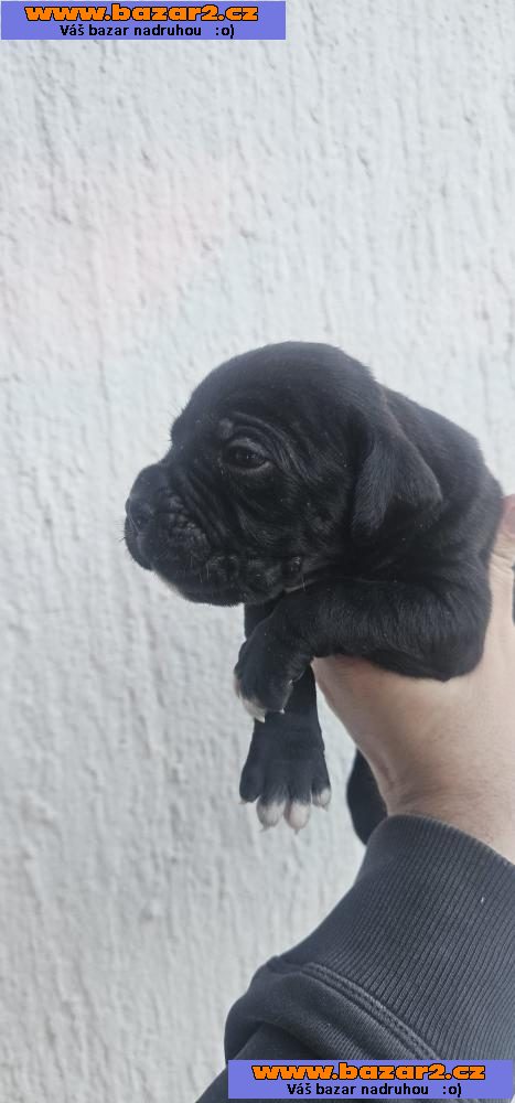 Cane Corso štěňata-3, inzerce-cz.cz Cane Corso štěňata