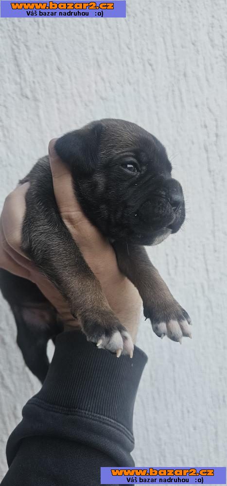 Cane Corso štěňata-4, inzerce-cz.cz Cane Corso štěňata