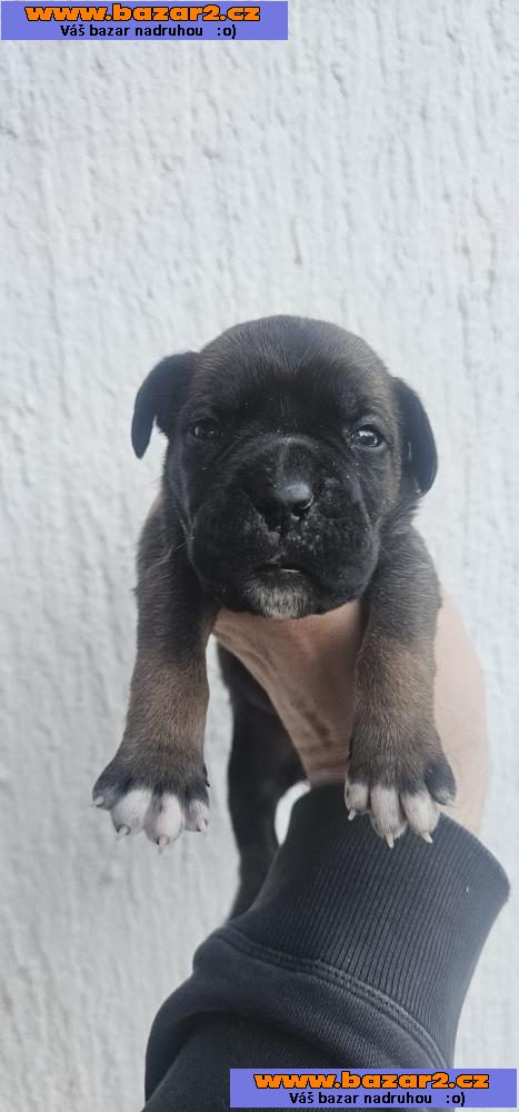 Cane Corso štěňata-5, inzerce-cz.cz Cane Corso štěňata