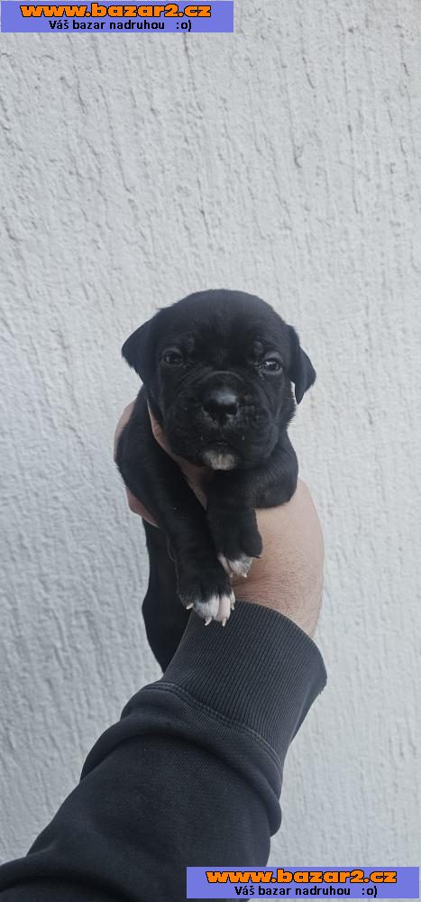 Cane Corso štěňata-6, inzerce-cz.cz Cane Corso štěňata