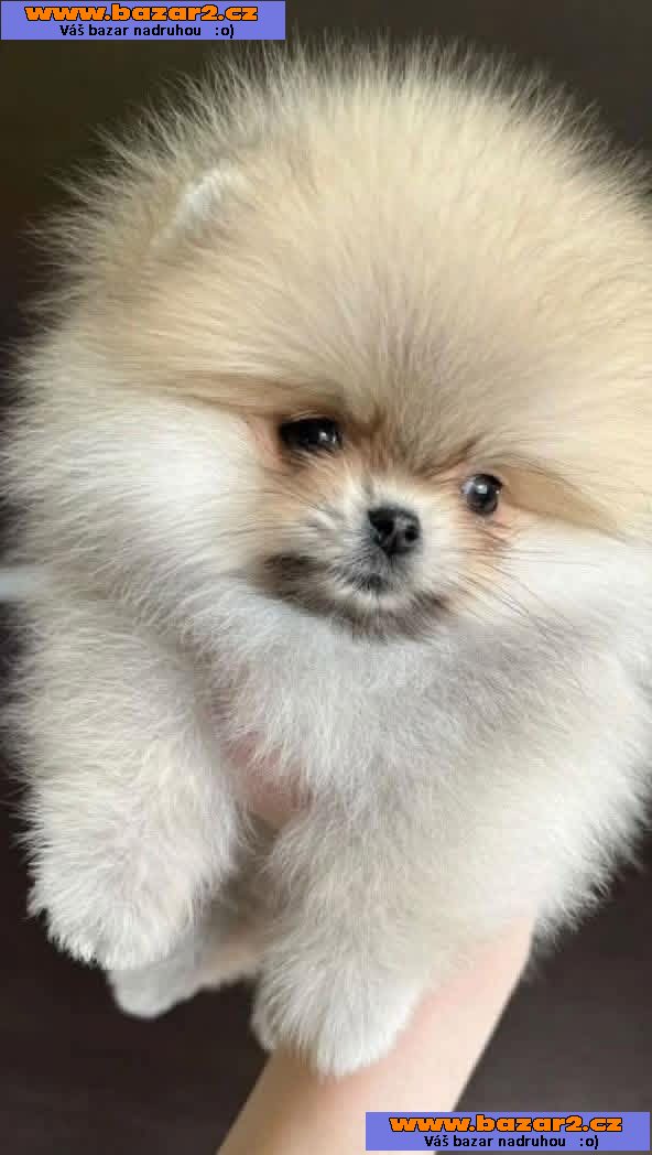 Nabízím k prodeji štěňata pomeraniana-2, inzerce-cz.cz Nabízím k prodeji štěňata pomeraniana