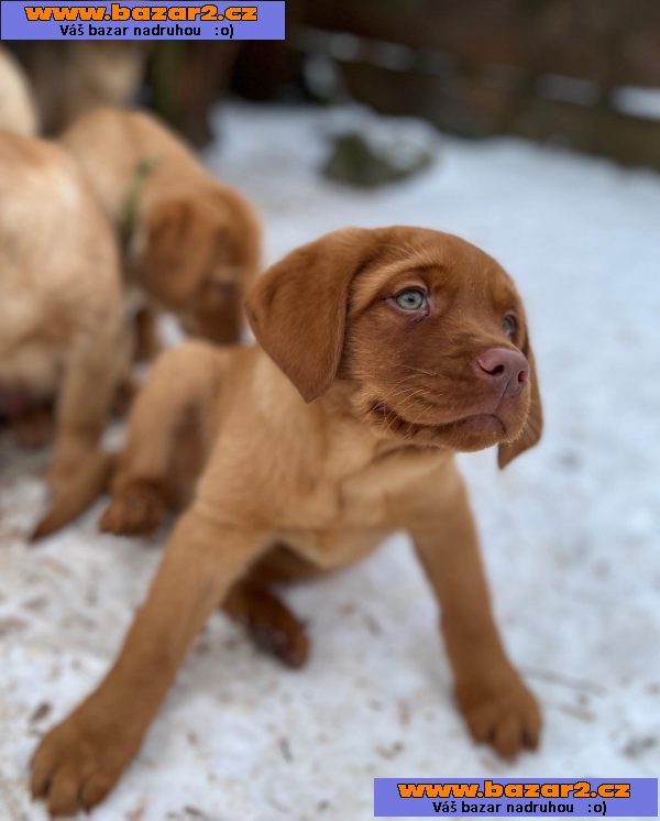 Prodám labradorského retrívra