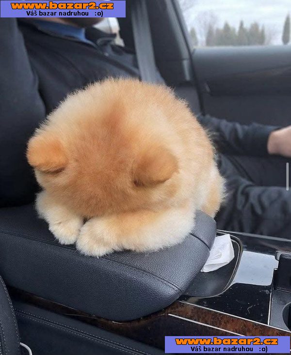 Nabízíme k prodeji štěňata pomeraniana