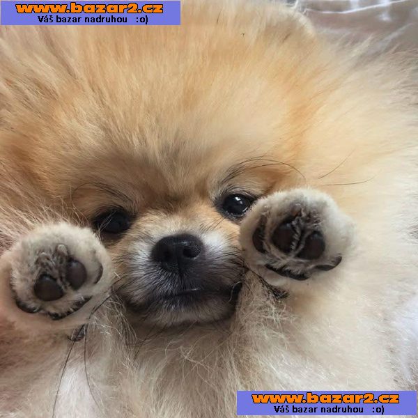 Nabízíme k prodeji štěňata pomeraniana