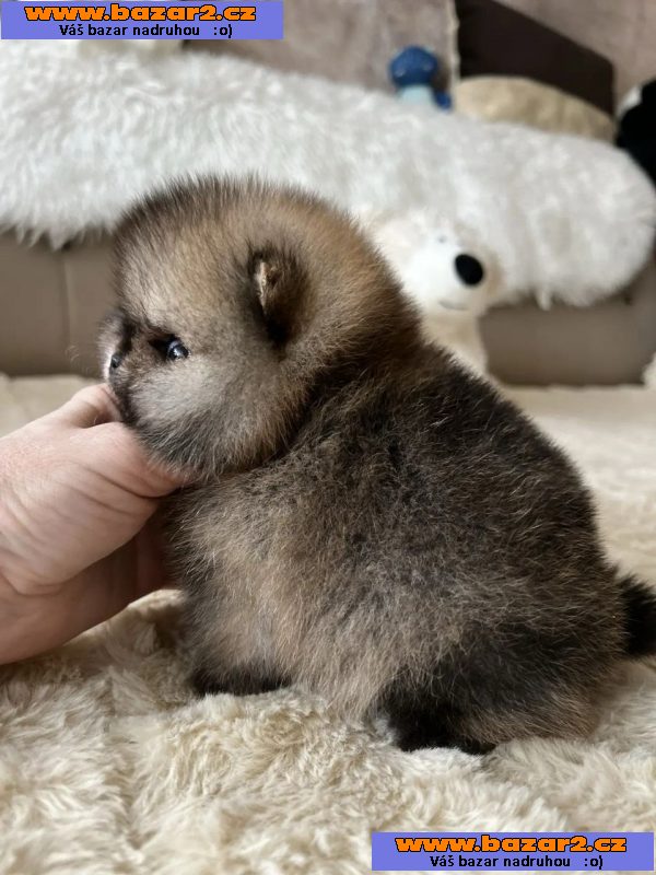 Prodáváme pomeraniana