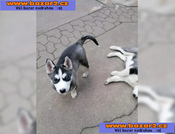 Sibiřský husky štěňata-3, inzerce-cz.cz Sibiřský husky štěňata