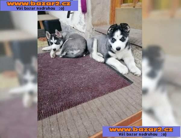 Sibiřský husky štěňata-4, inzerce-cz.cz Sibiřský husky štěňata