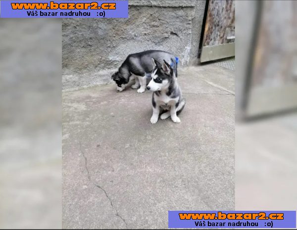Sibiřský husky štěňata-5, inzerce-cz.cz Sibiřský husky štěňata
