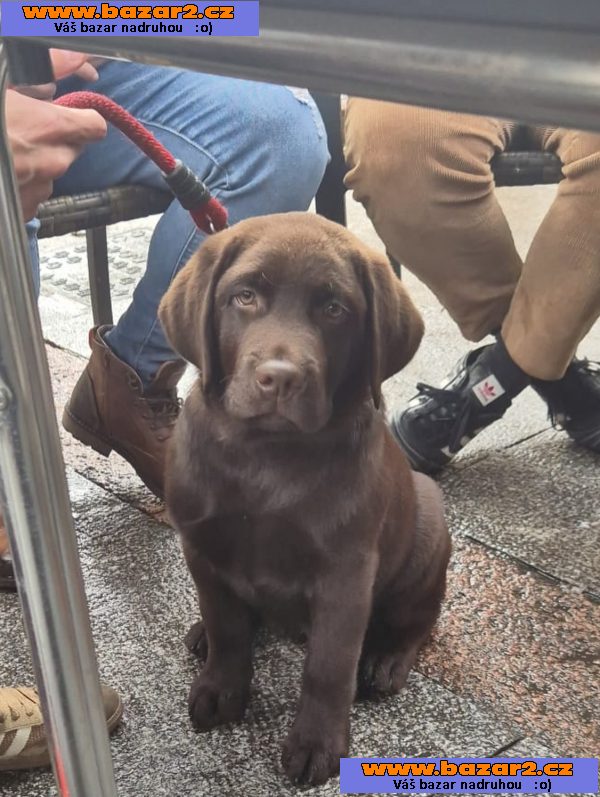 Labrador Retriever-2, inzerce-cz.cz Labrador Retriever