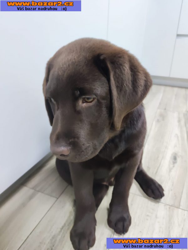 Labrador Retriever-4, inzerce-cz.cz Labrador Retriever