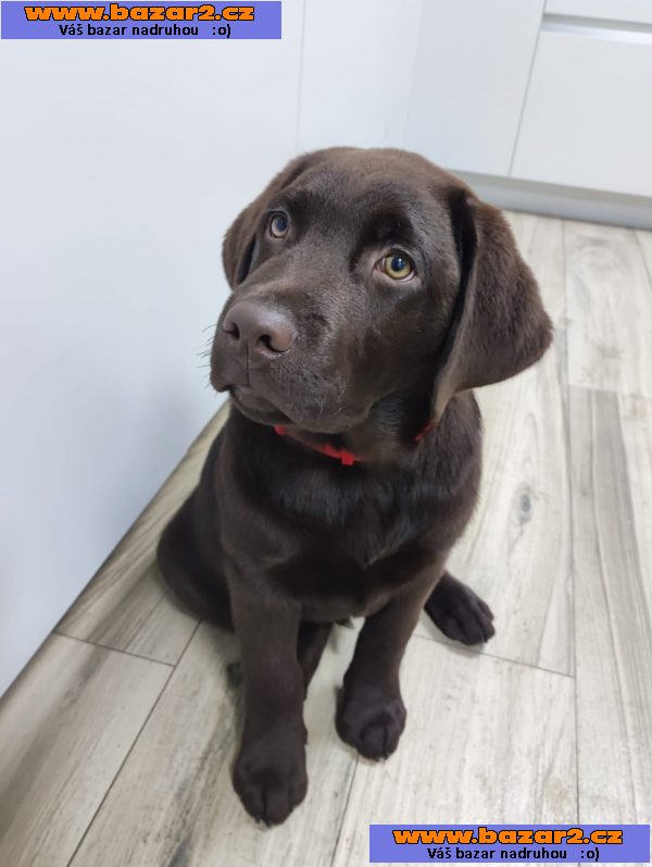 Labrador Retriever-5, inzerce-cz.cz Labrador Retriever