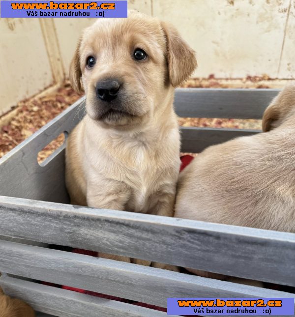 Krásná štěňata labradorů-2, inzerce-cz.cz Krásná štěňata labradorů