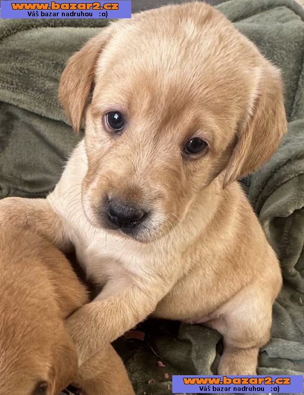 Krásná štěňata labradorů-3, inzerce-cz.cz Krásná štěňata labradorů
