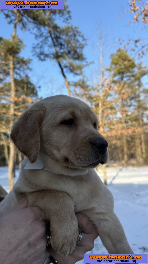 Krásná štěňata labradorů-4, inzerce-cz.cz Krásná štěňata labradorů