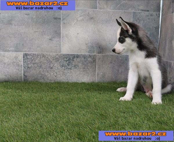 Sibiřský husky s PP -Štěňátka-2, inzerce-cz.cz Sibiřský husky s PP -Štěňátka