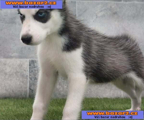 Sibiřský husky s PP -Štěňátka-3, inzerce-cz.cz Sibiřský husky s PP -Štěňátka