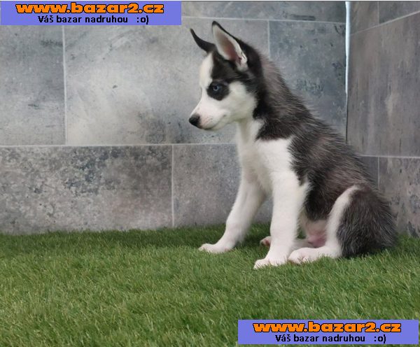 Sibiřský husky s PP -Štěňátka-4, inzerce-cz.cz Sibiřský husky s PP -Štěňátka