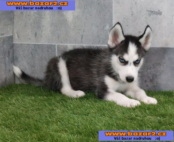 Sibiřský husky s PP -Štěňátka-5, inzerce-cz.cz Sibiřský husky s PP -Štěňátka