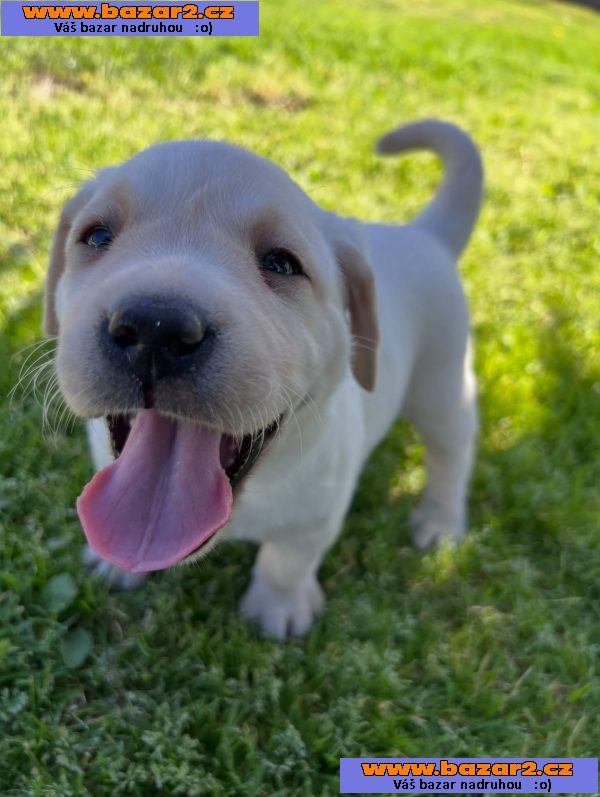 Prodáme labradorského retrívra