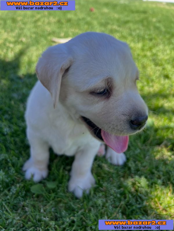 Prodáme labradorského retrívra