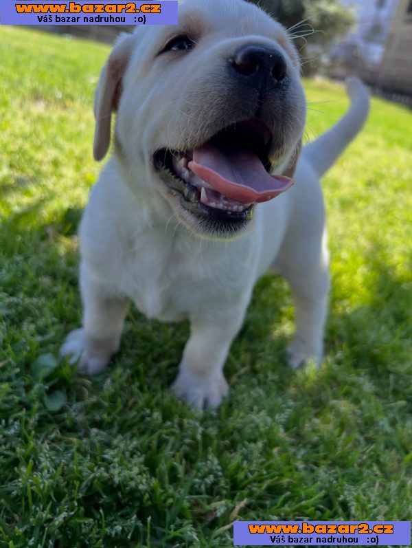 Prodáme labradorského retrívra