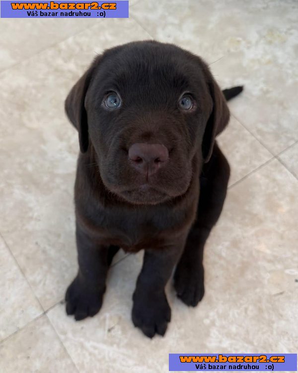 Štěňata labradorského retrívra-4, inzerce-cz.cz Štěňata labradorského retrívra