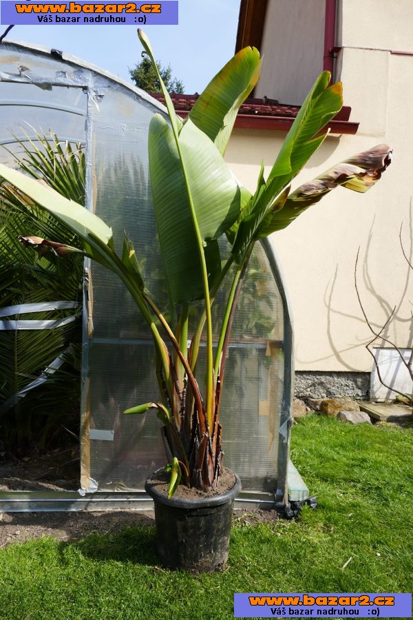 Sterlitzia Reginae, Augusta, Hesperaflore Parviflora