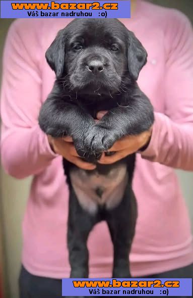 Roztomilý labradorský retrívr-5, inzerce-cz.cz Roztomilý labradorský retrívr