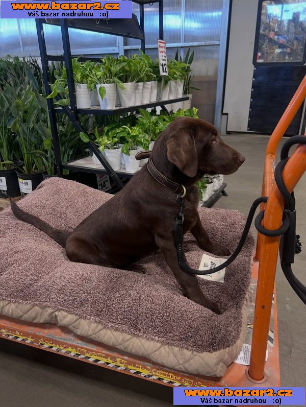 Prodáme štěňata labradorského retrívra