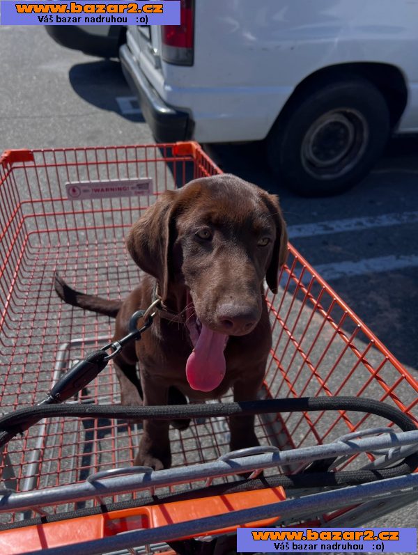 Prodáme štěňata labradorského retrívra